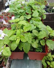Lemon Balm-Melissa officinalis 1 x 9cm pot.