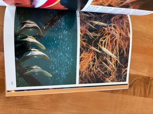 An Underwater Guide to Indonesia Hardcover, By R. Charles Anderson, Like New - Imagen 7 de 15