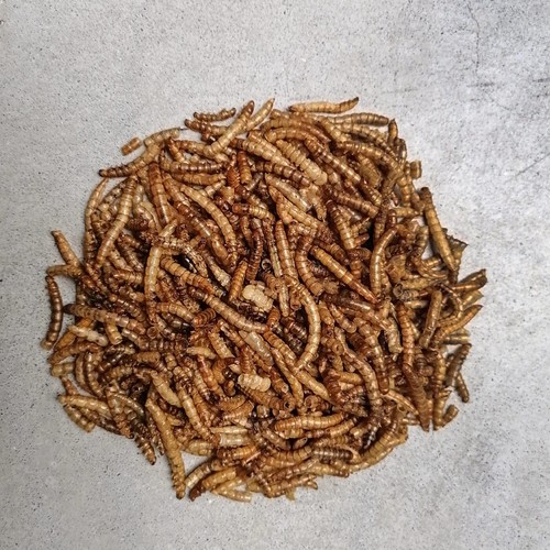 Seidenraupen Mehlwürmer Gammarus Garnelen Beutel Mehr-Sorten-Mix getrocknet 1 kg - Bild 5 von 9