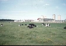 1950s Cows in Pasture Small Farm Silos Vintage 35mm Red Border Slide