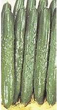Palace King Hybrid Cucumber Seeds (25 Seed Package)