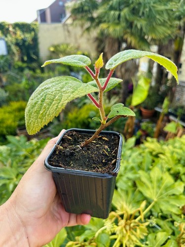 1 x Kiwi Kivite® - Actinidia deliciosa 'Kivite' - pianta - Foto 2 di 2