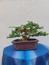 ACTUAL PLANT BONSAI PREMNA MICROPHYLLA