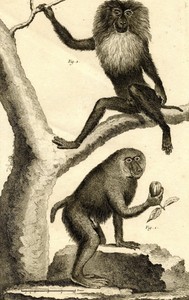 Détails Sur Singe Chimpanzé Primates Papion Et Ouandérou Martinet Gravure Xviiième