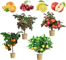 Mix Dwarf Bonsai Fruit Tree Seeds for Planting, 50+ Lemon Orange