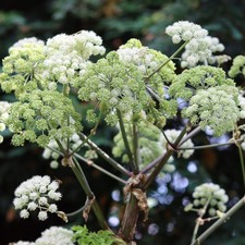 Angelica Common - 1 Plant - Garden Kitchen Herb for