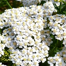 White Yarrow Seeds | NON-GMO | Heirloom | Fresh Garden Seeds