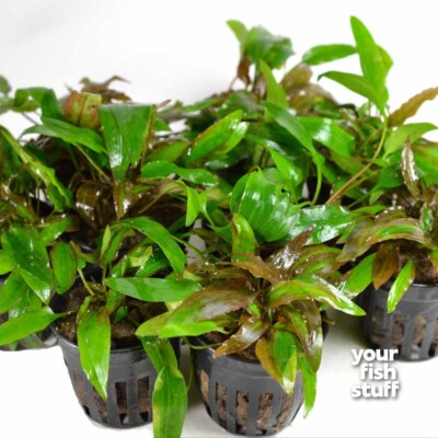 Cryptocoryne affinis Red Live Aquarium Plants - *BUY 1 GET 1 at 50% OFF