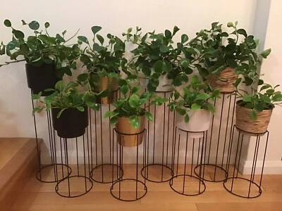 Peperomia Obtusifolia Jade Plant Set Of 1 Tall 1 Small Stands Pots Plants Gumtree Australia Perth City Area Perth 1254234197