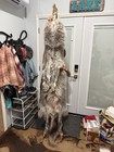 Wolf Hide with paws. Professionally Tanned And Stamped. 6ft Tail To Nose — photo 2