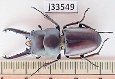j33549. Insects, Lucanidae: Prosopocoilus sp. Vietnam North