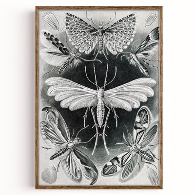 Haeckel Moth Print Art Forms in Nature Poster Science Biology Vintage Wall Art