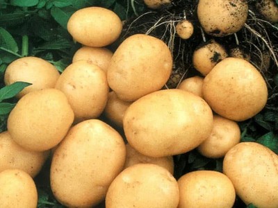 BAUER Kartoffelsamen 0,02g Bio gute Ernte Garten weltweiter Versand