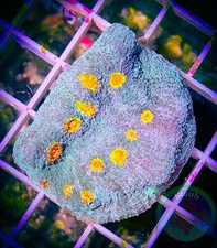 SAF~2 Inch + “WYSIWYG” Miami Hurricane Chalice Frag, LPS, SPS, Coral Colony