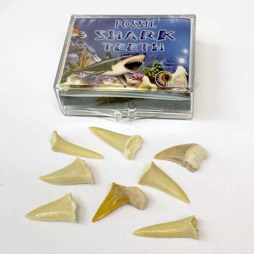 Children's Mini Shark Teeth Box - Fossils of 5-12 Shark Tooth