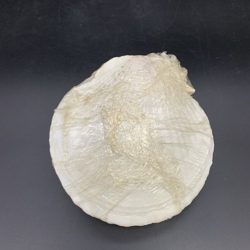 Vintage Sea Shell Collection w/ ID Chart & Book + Loose Shells & Sand Dollars - Picture 14 of 20