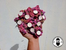 ARK Frag Rock Island Dreams- 10 Frag Holes- 9"× 8"