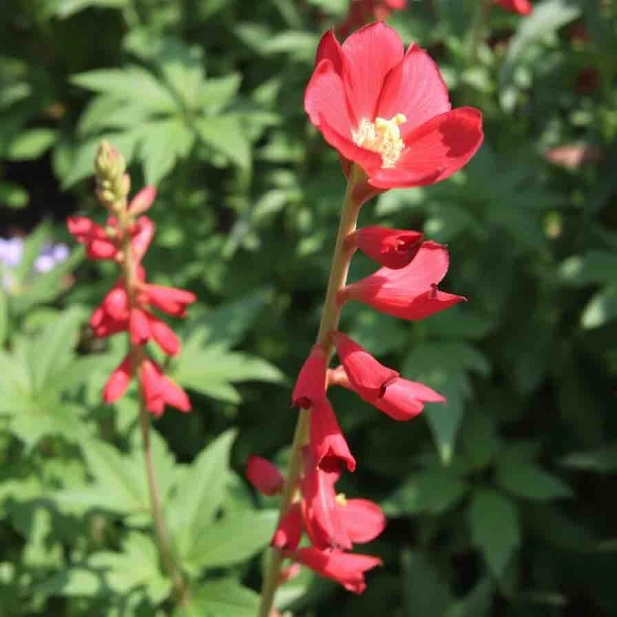 Lengua de barba perenne colibrí rojo Penstemon Eatons 250 semillas sin OGM Foto 2 de 4