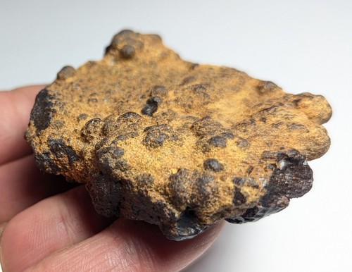 pseudomorph goethite after pyrite fossil concretion Fremont Colorado - Picture 7 of 8