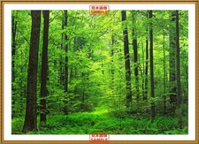 Peel-Off Wall Poster Sticker, Forest Bathing 594 431mm Japan