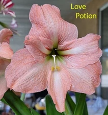 LOVE POTION Amaryllis HIPPEASTRUM Bulbs -6  Bulbets - Starter Bulbs