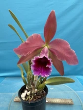 Cattleya Pauline Portilla (percivaliana X tenebrosa) Orchid Hybrid 4” RePot (CJ)