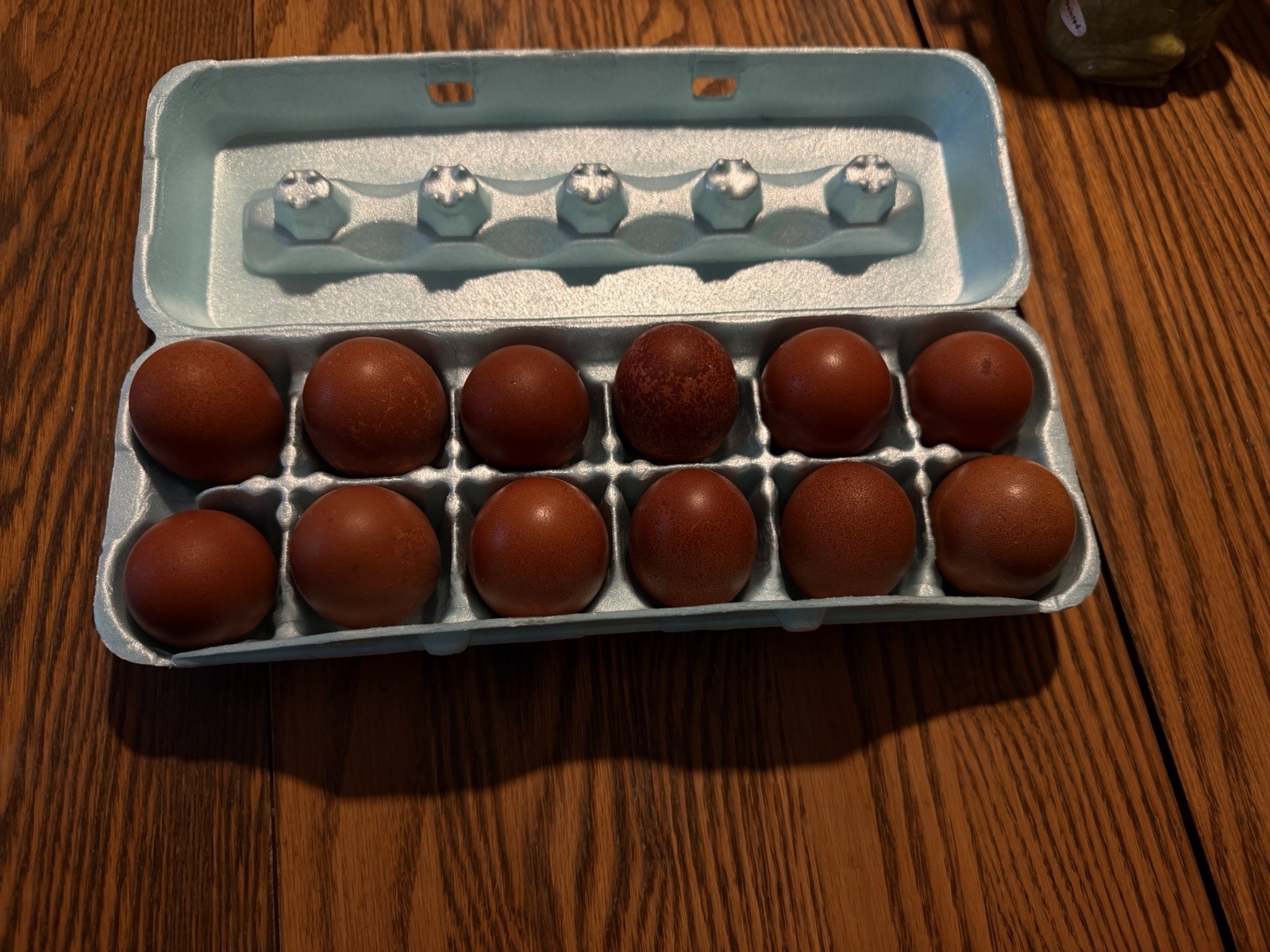 6 ++ Purebred French Black Copper Marans Hatching Eggs Dark Chocolate ...