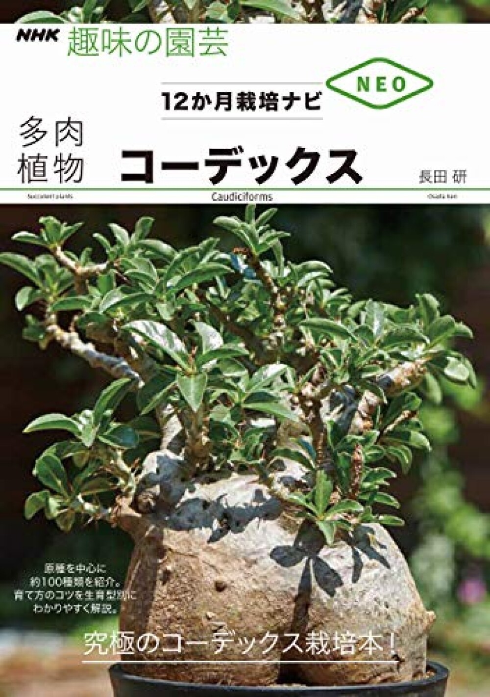 How To Grow Caudiciforms For One Year Book Japan Succulent Plants Cultivation