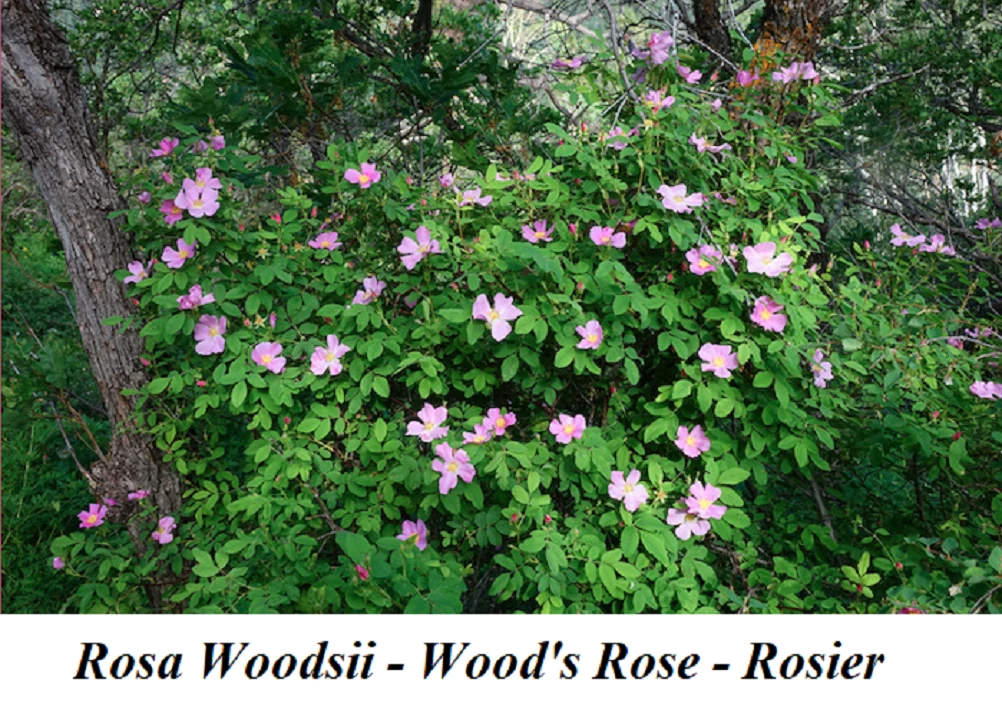 Seed Rosa Woodsii Interior Wood&#039;s rose Pearhip Wild Mountain Prairie  Rosaceae + | eBay