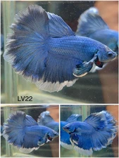 Male Betta Live Fish - Grizzle Blue Rose Tail Halfmoon - LV22 - High Quality A++