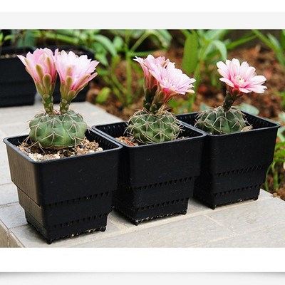  8 Pcs Plastik Blumentöpfe Bonsai-topf Sukkulente Pflanzentöpfe Saftige