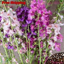 Verbascum Seeds - Purple Mullein|Pheonicium -Hybrids Mix | Flower Seeds