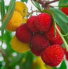 Strawberry Tree, ARBUTUS UNEDO exotic fruit rare flowering madroño seed 15 SEEDS