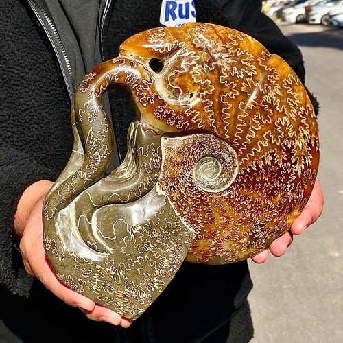 7.79LB Rare natural polished Natural conch fossil specimens of Madagascar - 第 12/12 張圖片