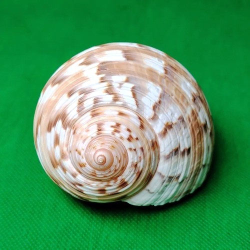 Large Tun Shell Tonna Chinensis Natural Seashell Rare Real Beach Deco 2+" In - Picture 3 of 3