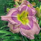 Daylily ~ Forever Princess ~ Rebloomer ~ Daylilies ~ Live Plant