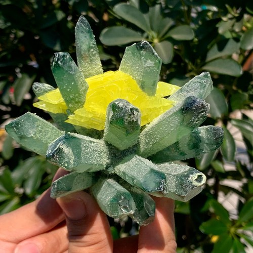 1.17LB New Find Green Phantom Quartz with Yellow sulfur Cluster Mineral Specimen - Picture 12 of 17