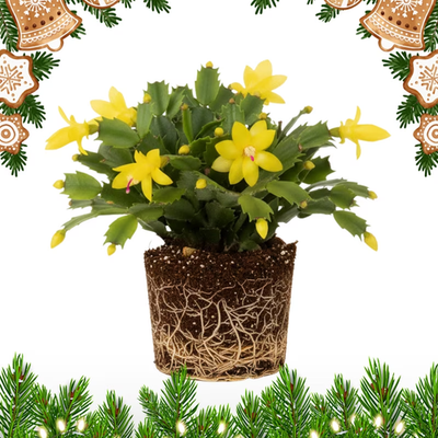 #ad #ad Yellow Christmas Cactus Plant Live Thanksgiving Cactus Live for Indoor Outdoor $47.99