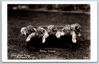 El Monte California~Gays Lion Farm~Baby Lions in a Basket~Real Photo~1930s RPPC