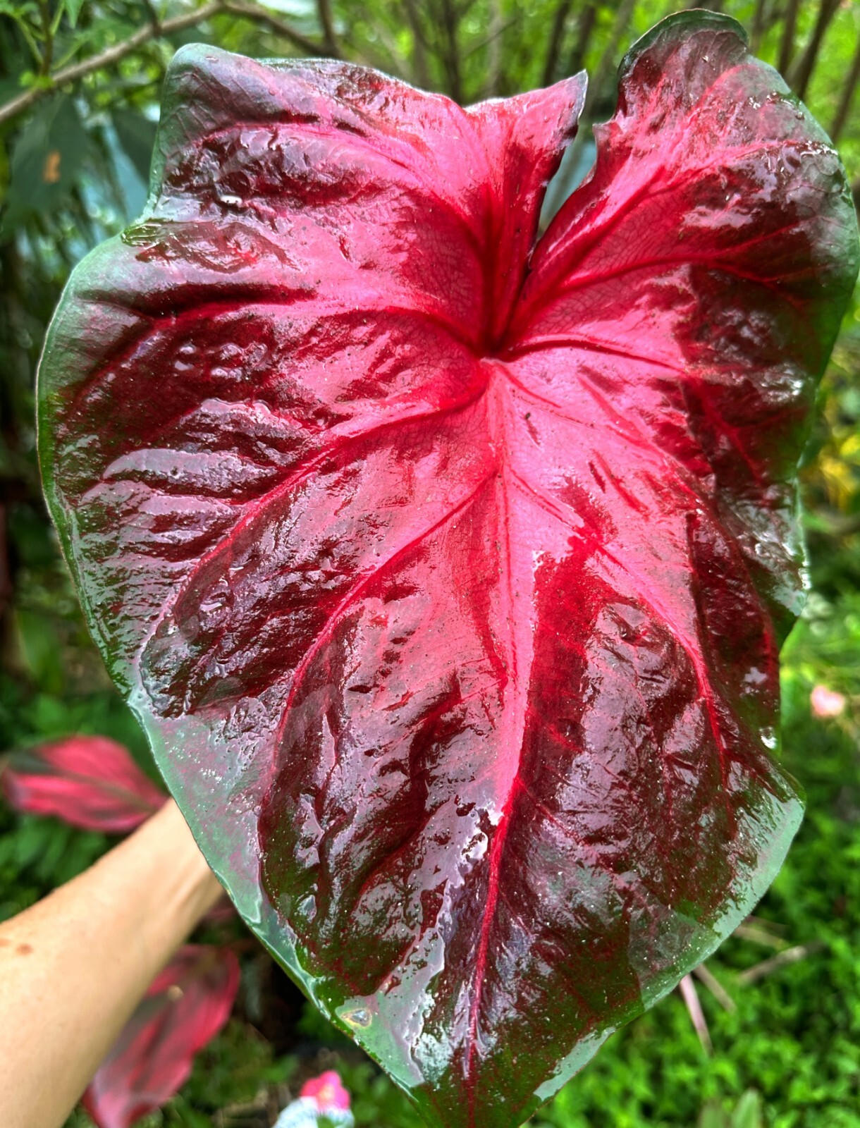 Caladium Tropical Indoor Outdoor Plant 66 Vibrant Colours Colly