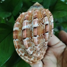 Large Natural Major Harp Hermit Crab Turbo Conch Seashell Rare Real 3-3.5 Inch