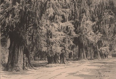 The Montezuma cypress trees in Bosque de Chapultepec in Mexico city 1885 print