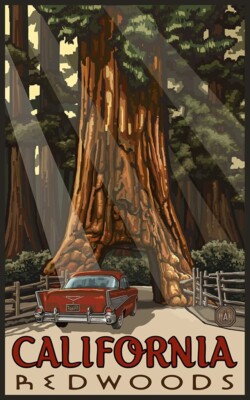 California Redwoods Poster by David Klein, Circa 1950