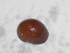 LITTORINA OBTUSATA DARK ORANGE