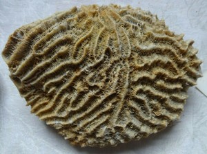 大型6 老天然珊瑚坐在平底没有杀了贝壳大脑生菜 Ebay