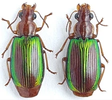 Carabidae, Lebiinae sp. Madagascar