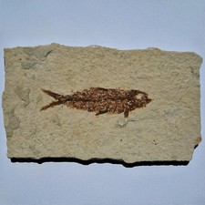 Pesce Fossile KNIGHTIA EOCAENA Eocene 14,2 x 8,3 x 1,1 cm USA America