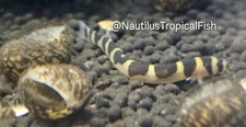 Kuhli Loach - Quarantined & healthy!2 day UPS live arrival guaranteed!
