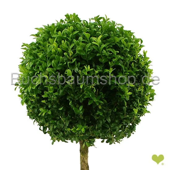Buchsbaum Trio-Kugel auf Stamm 90-100cm o.Topf- Premiumqualität - Container 12L - Bild 2 von 4
