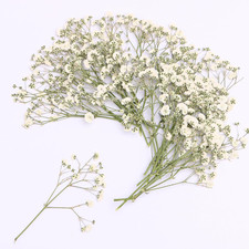 30 Pcs White Natural Baby'S Breath Real Dried Pressed Flowers ,For Scrapbooking